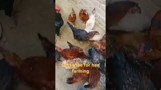 Usama kay birds 10 usama ke murgiya eggs #henfarming #murgha #chicks #hatchingeggs #hen #eggfarmer