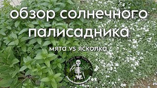 обзор солнечного палисадника. мята vs ясколка