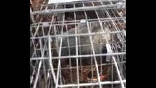 Opossum removal job