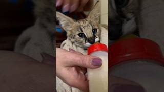 Сервал завтракает молоком из бутылочки.Serval loves milk. #caracal #serval #servalcats #cute #cat