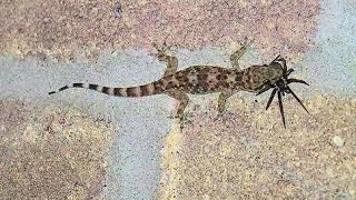 Black widow spider eaten by a House Lizard