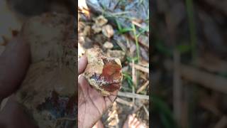 Hunting gems crystals #minivlog #crystals #gemstone #hunting #shorts #fyp #redraflesia