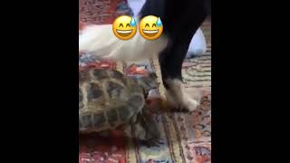 Funny turtle, she still has hope to bite the dog🤣please my friends don’t forget to 👍🏼🔄🔔