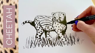 BABY ANIMALS - How to draw a CHEETAH CUB