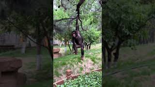 Little chimp can swing on the tree branch now.