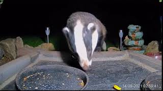 Badger too late for buffet has a good sniff and dig around the ground feeder