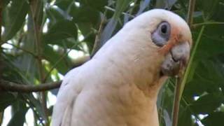 Little Corella's (#09)