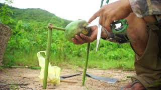 Amazing Wild Chicken Trapping