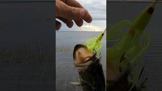 LARGEMOUTH BASS BUZZ BAIT ACTION!#shorts #subscribe #fishing #bass #fish #bassfishing #fun #like