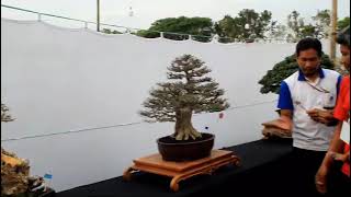 Pamnas Bonsai Blora 2024