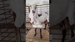 CROWN DAUGHTER😎HYDERABADI GOAT🐐TOP QUALITY FEMALE