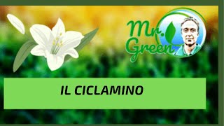 Mr Green presenta il ciclamino