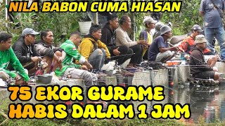 KOLAM BORONGAN DOMINAN GURAME & NILA BABON CUMA HIASAN HARGA 3 JUTA 13 PESERTA