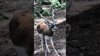 Beautiful Deer Antlers Taman Safari Infonesia Prigen Pandaan