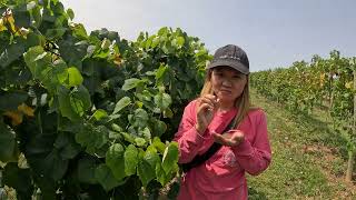 Hubers Orchard & Winery - Grapefruits Picking