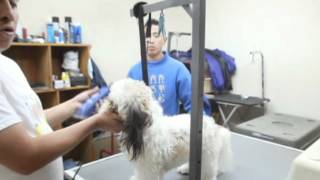 Terapia de rehabilitación para perros