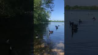 Peaceful moments at Aquadrome - where ducks glide on serene waters and trees whisper in the breeze