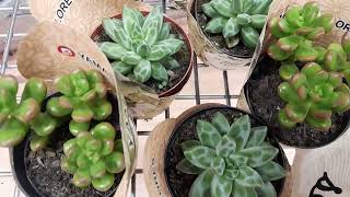 festival de plantas na leroy merlim, suculentas cacto colorido etc🤑😱!