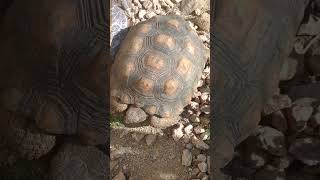 Tortoise