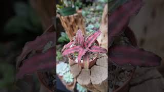 Las neoregelias son una planta de la familia de las bromelias, las cuales crecen sobre los arboles.