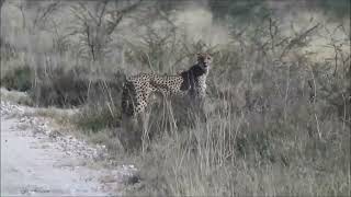 Namibia is the cheetah capital of the world