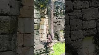 Cambodia - Elephant Terrace #siemreap #cambodia #temple