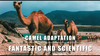 Camels| Camel| Camels Adaptation| Adaptation In Camels| Camel Adaptation #adaptation #Camels #Camels