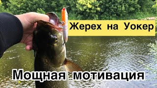 Жерех на Уокер | Мощная мотивация