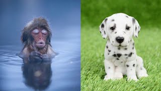 Cute baby animals Videos Compilation cutest moment(360P)