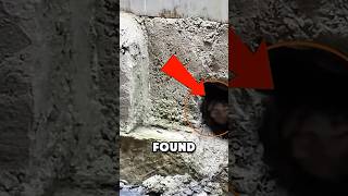 Rescuing Animal Stuck In Hole 😱