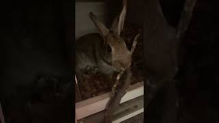 Rosey the Rescued Bunny and What Wild Rabbits Eat in Winter