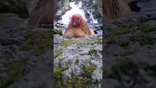 LuLu at Wahconah Falls State Park Massachusetts...