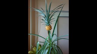 How to Grow a Pineapple