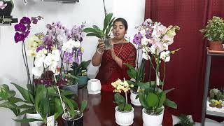 Phalaenopsis orchid care(malayalam language)