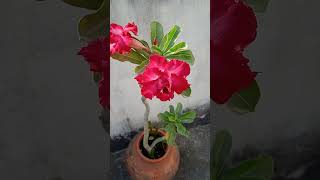 My Adenium Desert rose plant started blooming