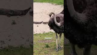 Ostriches Flightless but Fast  #animals #creaturesfacts #dogbreed