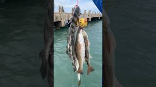 Fish On bridge #fishing #shorts #texasoutdoors #short #viralshorts #shortvideo