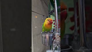 Parrot on Shanghai