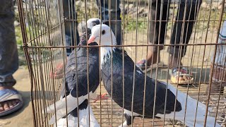 Best Pigeon Video | Best Pigeon | Most Beautiful Pigeon | Shanto Islam