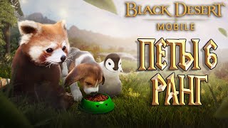 Black Desert Mobile - Петы 6 Ранг Обновление Реликов Патрицио