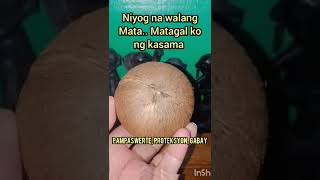 #shorts            Niyog na walang mata