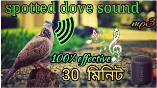 spotted dove call,100% effective/gugu pakir dak /ঘুঘু পাখির ডাক ২০২৩।#bmmedia1