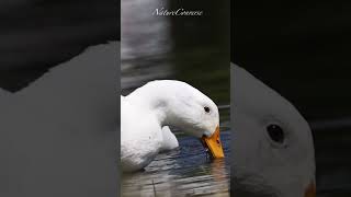 American Pekin closeup #shorts #nature