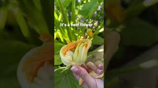 Don’t waste your Zucchini flowers! I make sure to save them for succesful zucchini harvest