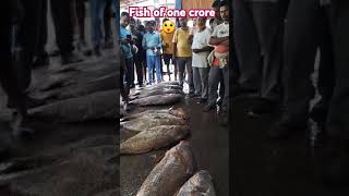 Fish costs 25 lakh #trending#youtube