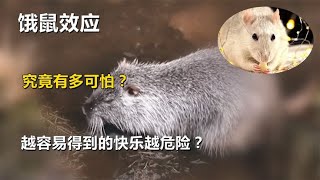 饿鼠效应，究竟有多可怕？越容易得到的快乐越危险？【唯物观】