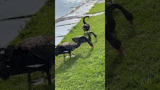 Black swans 12