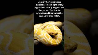 Exploring the Power of Pythons |discover with sabi #python #wildlife #jungle #shorts  #viral