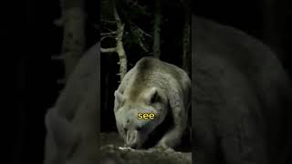 The Reality of facing a Grizzly Bear   Joe Rogan #jre #grizzlybear #animals #shorts