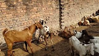 First Time Male Goat And Female Goat mating video|| Rajisthani Goat Mating Video full Details|mating